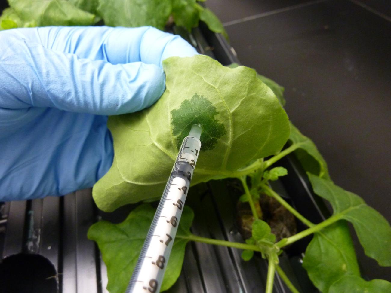 SwiftPharma and AntoXa Corporation sign exclusive collaboration agreement to support the development and commercialization of a plant-made antibody against ricin exposure SwiftPharma and AntoXa Corporation sign exclusive collaboration agreement to support the development and commercialization of a plant-made antibody against ricin exposure