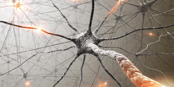 Latest Neuropixels probes can track neurons over weeks Latest Neuropixels probes can track neurons over weeks