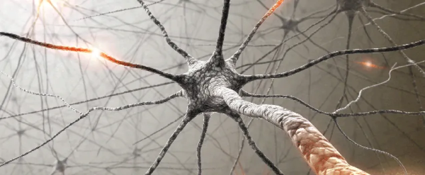 Latest Neuropixels probes can track neurons over weeks